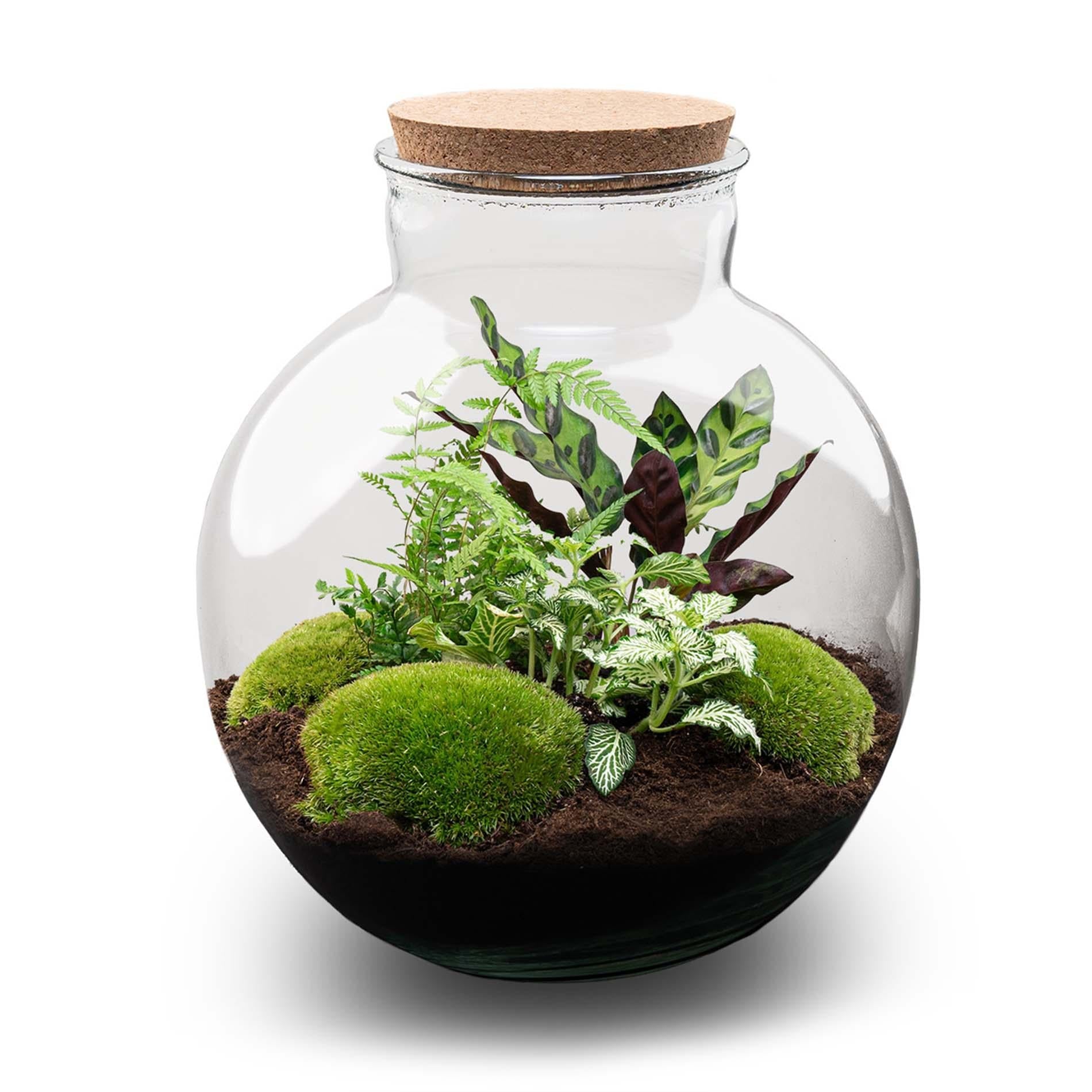 Flaschengarten Bolder Bob – Ø31cm – ↕30cm – DIY Terrarium mit Korkdeckel & Pflanzen – Selbstversorgendes Mini – Ökosystem ohne Werkzeug – Plant
