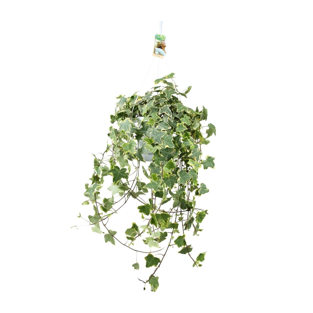 Efeu – Hedera Helix 'Gold Child' – Zimmerpflanze – Ø24cm – Höhe ca. 60cm – Hängend & Rankend – Luftreinigend – Pflegeleicht – Plant