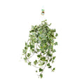 Efeu – Hedera Helix 'Gold Child' – Zimmerpflanze – Ø24cm – Höhe ca. 60cm – Hängend & Rankend – Luftreinigend – Pflegeleicht – Plant