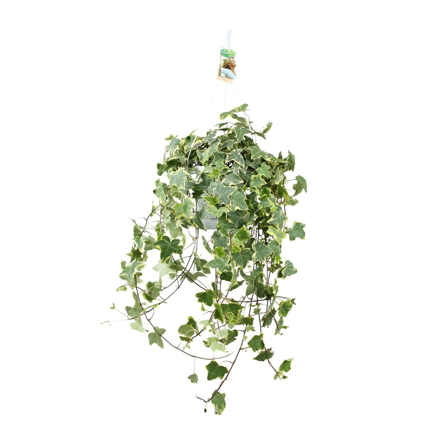 Efeu – Hedera Helix 'Gold Child' – Zimmerpflanze – Ø24cm – Höhe ca. 60cm – Hängend & Rankend – Luftreinigend – Pflegeleicht – Plant