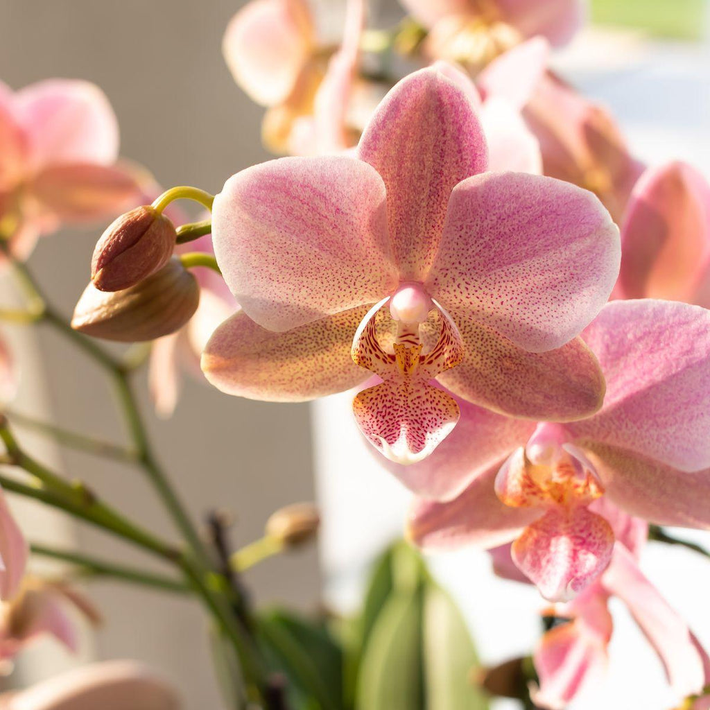 Phalaenopsis Orchidee – Treviso Altrosa – Ø9cm – Blühende Zimmerpflanze – Elegante Deko-Orchidee – Frisch vom Züchter – Plant