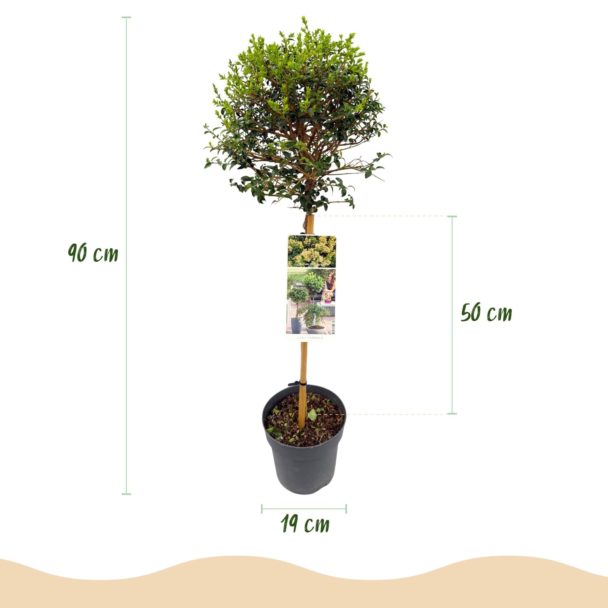 Ligustrum delavayanum Stamm – Pflanze – Immergrün – Pflegeleicht – Ø19cm – Höhe ca. 90cm – Sichtschutz & Stil für Terrasse & Balkon – Plant