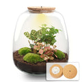 Flaschengarten Emma – Bausatz mit LED – Korkdeckel – Ø23cm ↕25cm – DIY Pflanzenterrarium mit Coffea Red, Calathea & Fittonia – Ökosystem aus Glas – Plant