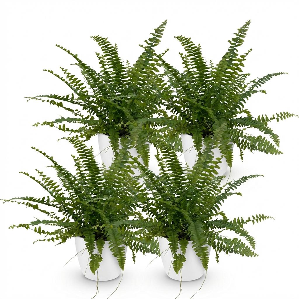 Nephrolepsis Exaltata Green Lady Farn – 2er Set Zimmerpflanze mit weißem Topf Ø12cm Höhe25cm – Haustierfreundliche Grünpflanze