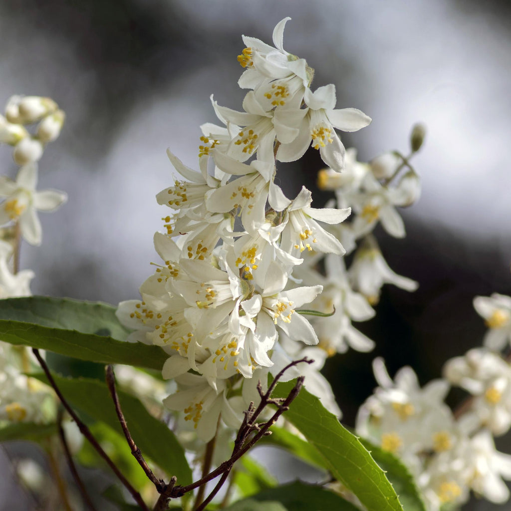 Deutzia Gracilis – Zierlicher Strauch – Blüte Weiß – Bienen – & Schmetterlingsfreundlich – 17cm x H45cm – pflegeleicht – Plant