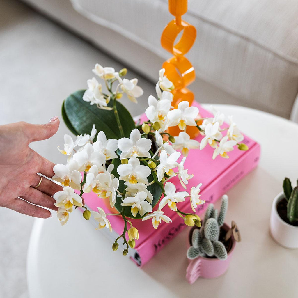 Weiße Phalaenopsis Orchidee Nazaré – Ø9cm – Elegante Zimmerpflanze – Pflegeleicht & Blühfreudig – Ideal für Küche, Wohnzimmer & Büro – Plant