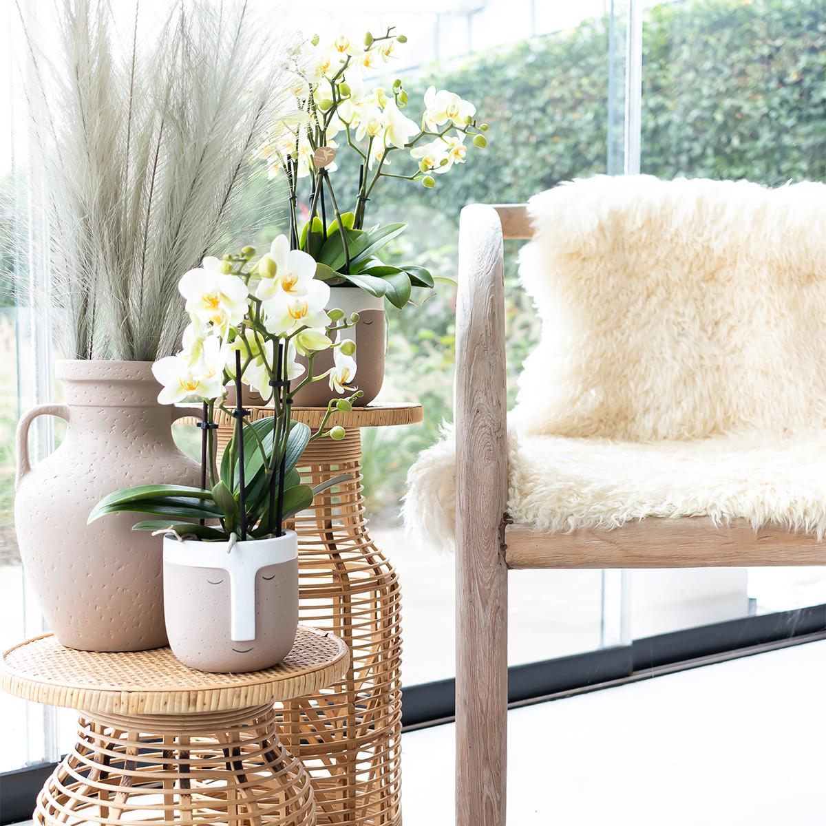 Phalaenopsis Orchidee Lausanne – Weiß – Ø9cm – Zimmerpflanze mit 3 Blütentrieben – Pflegeleicht & elegant – Aus der Blossom – Kollektion – Plant