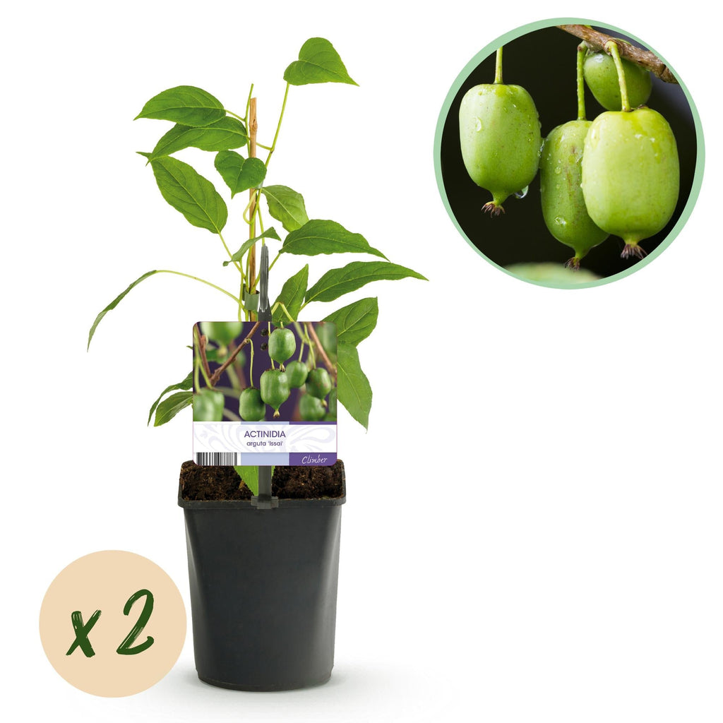 Kiwi Actinidia arguta Issai – 2 Pflanzen 11cm – ca. 40cm hoch – Winterharte Kiwibeere Obstpflanze mit süßen grünen Früchten – Pflegeleicht & kompakt für Garten & Terrasse – Plant