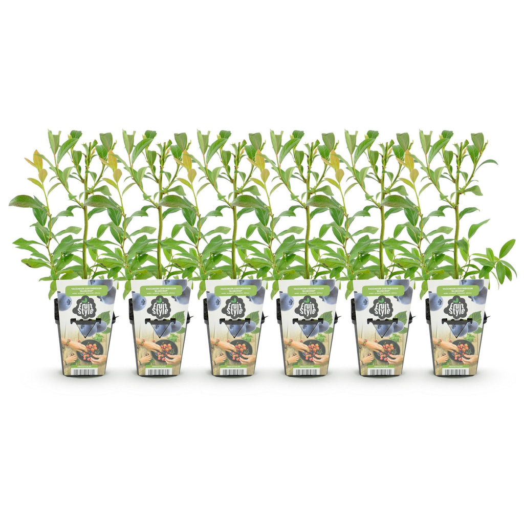 Heidelbeere Vaccinium corymbosum Bluecrop winterhart 6 Pflanzen Ø9cm Höhe30cm – Ertragreiche Heidelbeere für Garten Balkon & Terrasse