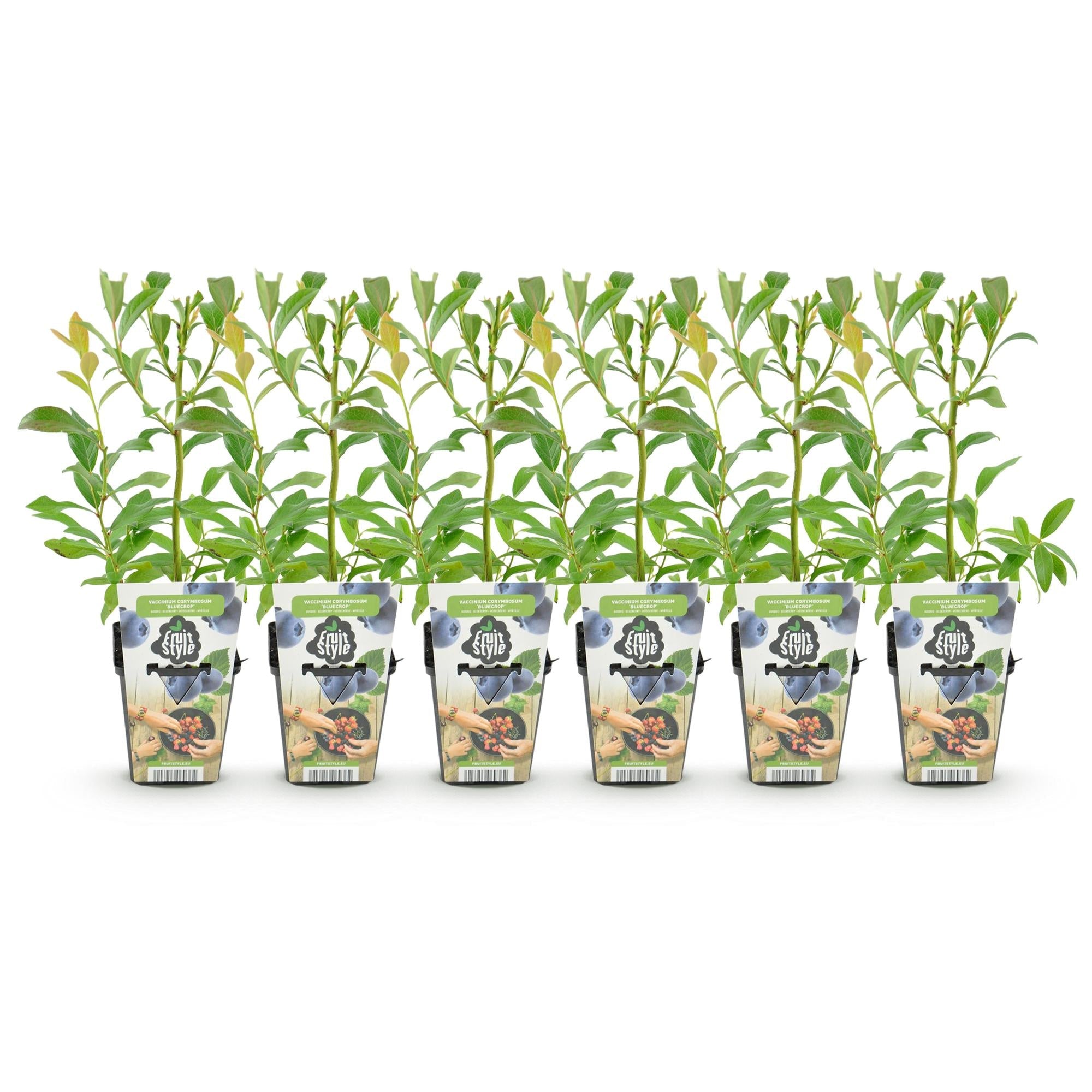 Heidelbeere Vaccinium corymbosum Bluecrop winterhart 6 Pflanzen Ø9cm Höhe30cm – Ertragreiche Heidelbeere für Garten Balkon & Terrasse