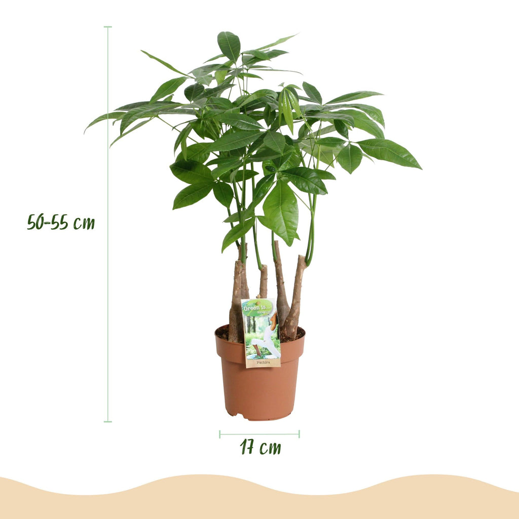 Pachira aquatica Mehrstamm – Zwei pflegeleichte Geldbäume – 17cm – Höhe 50-55cm – Grün – Tropische Zimmerpflanzen für Innenräume