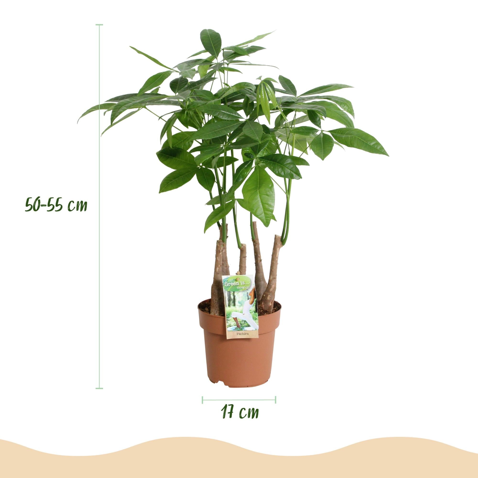 Pachira aquatica Mehrstamm – Zwei pflegeleichte Geldbäume – 17cm – Höhe 50-55cm – Grün – Tropische Zimmerpflanzen für Innenräume