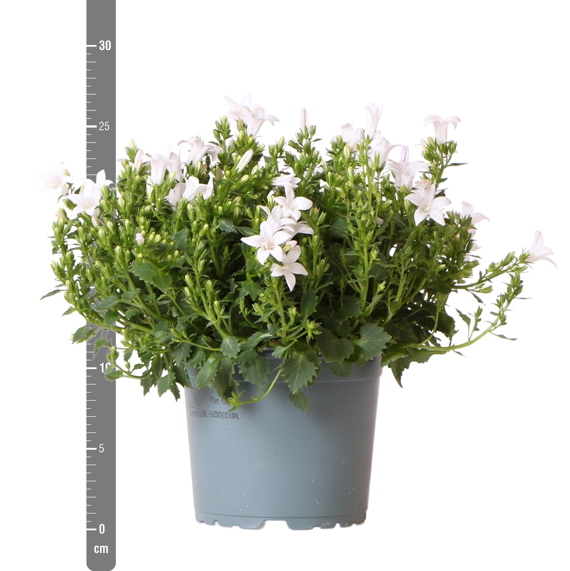 Campanula Addenda Ambella weiß 6er Set – Glockenblume weiß Topfgröße 12cm – winterhart, lang blühend – Bodendecker für ca.1m² – Plant