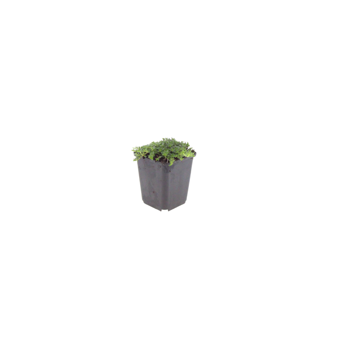 Thymian Thymus praecox Albiflorus Bodendecker – Ø9cm – Höhe 10-25cm – Weiß blühender Polsterthymian – Winterhart – Für Steingarten & Beet