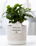 Coffea Arabica in Keramiktopf – Ø12cm ↕20cm – Tropische Zimmerpflanze mit glänzenden Blättern – Kaffeepflanze im modernen Keramiktopf – Plant