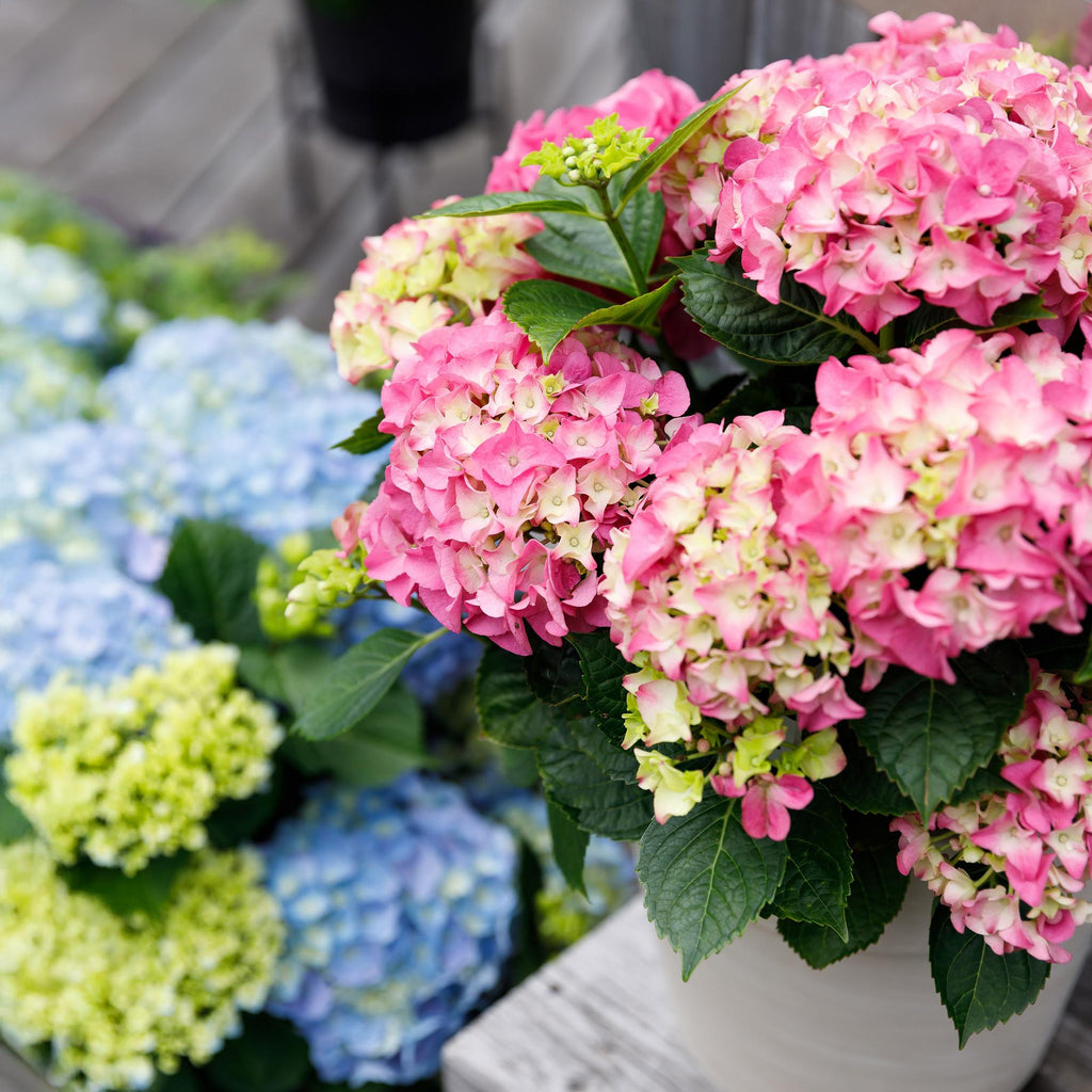Hortensie Hydrangea macrophylla Forever & Ever Rosa – Balkonpflanze – 7-12 Blüten – Topf 23cm – Höhe 55cm – Langlebige Blüten – Plant
