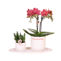 Geschenkset Love You – Rote Phalaenopsis Orchidee Congo mit Sukkulente – Love Übertöpfe auf Cloud Plate – Pflanzen Geschenkset Valentinstag Geburtstag