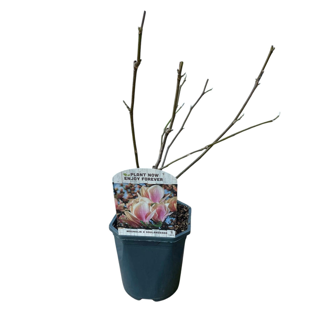 Tulpen – Magnolie Magnolia Soulangiana – Strauch/Baum – Blüten Hellrosa – Frühjahrsblüher – Pflegeleicht – 17cm Höhe 45cm – Für Garten & Terrasse – Plant