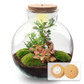 Flaschengarten Terrarium Bolder Bob Bonsai – DIY Bausatz + LED – Mini – Dschungel für Zuhause & Büro – Selbstgestalten & Nachhaltig – Plant