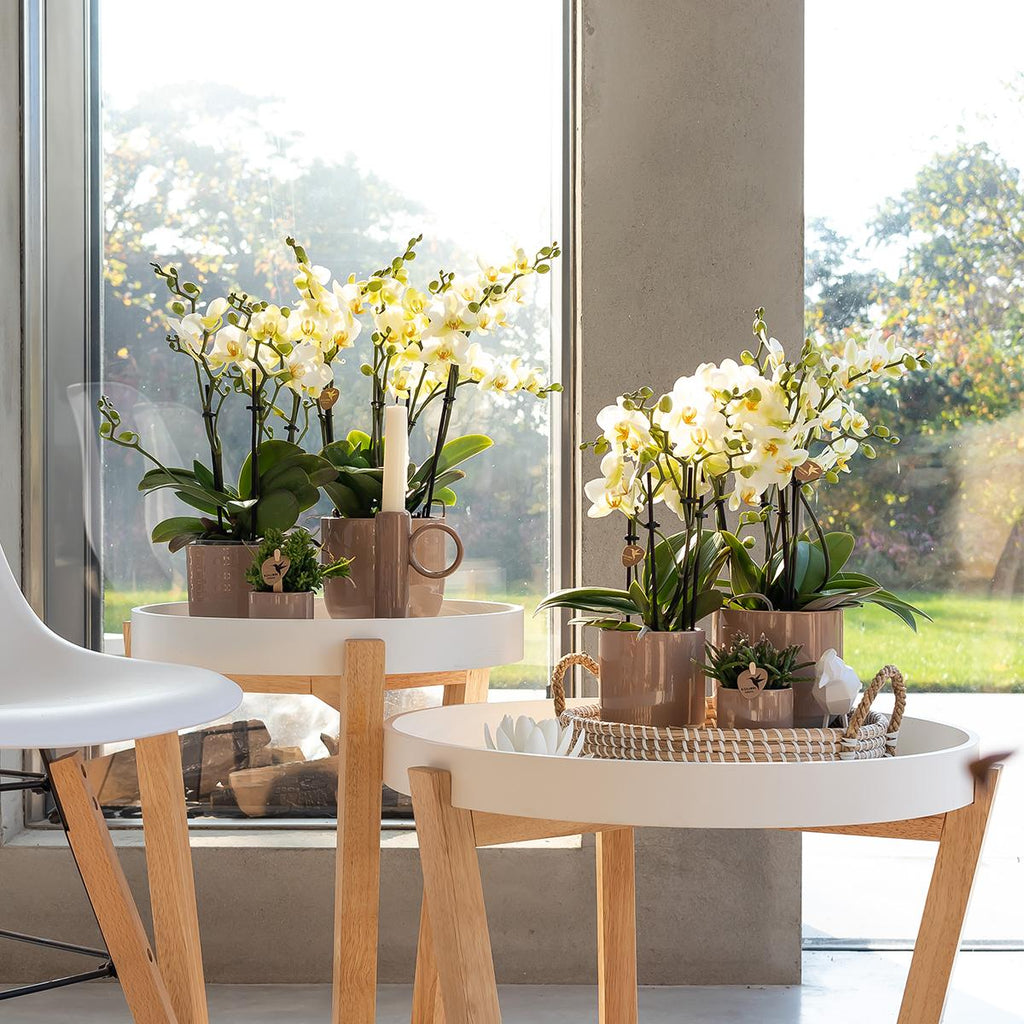 Phalaenopsis Orchidee Lausanne – Weiß – Ø9cm – Zimmerpflanze mit 3 Blütentrieben – Pflegeleicht & elegant – Aus der Blossom – Kollektion – Plant