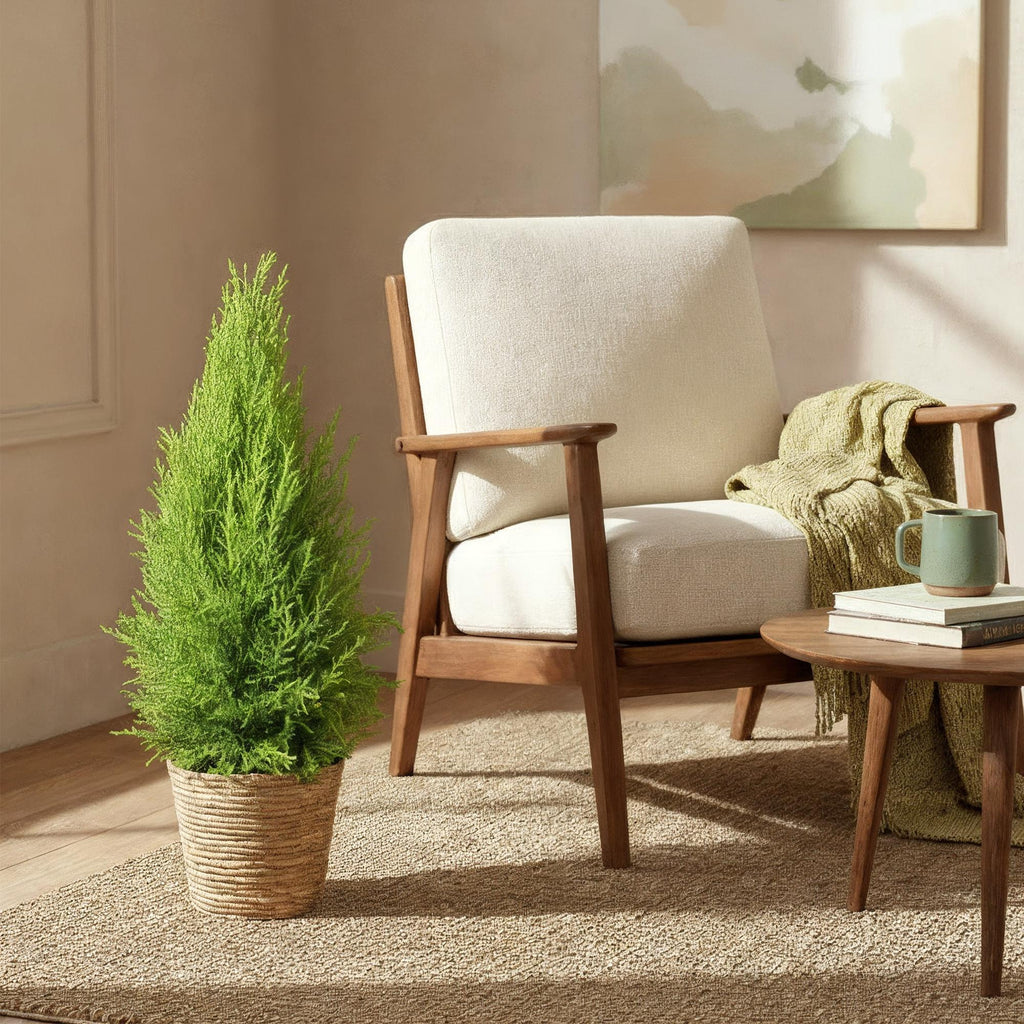 Cupressus Gold Crest Wilma – Zimmerkonifere – 21cm – Höhe 85-95cm – Pflegeleichte goldgrüne Pflanze für Wohnzimmer, Büro und moderne Interieurs – Plant