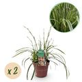 Weißrandige Segge Carex morrowii Ice Dance – Ø17cm – Immergrün, winterhart & pflegeleicht – Weiß – grüne Blätter – Höhe ca. 50cm – Plant
