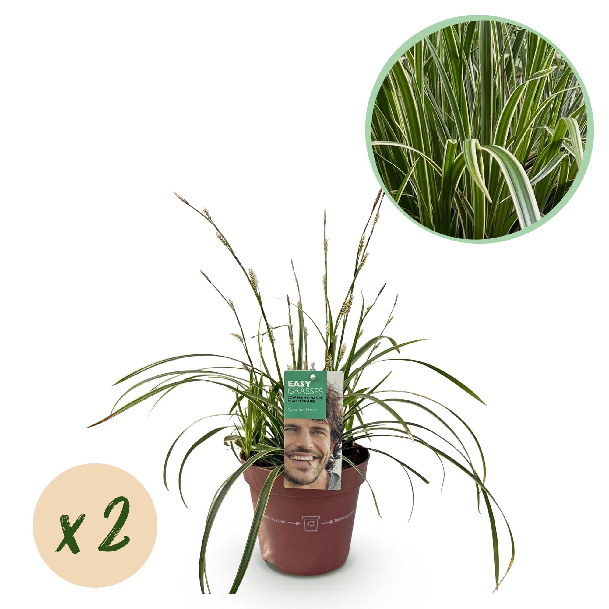 Weißrandige Segge Carex morrowii Ice Dance – Ø17cm – Immergrün, winterhart & pflegeleicht – Weiß – grüne Blätter – Höhe ca. 50cm – Plant