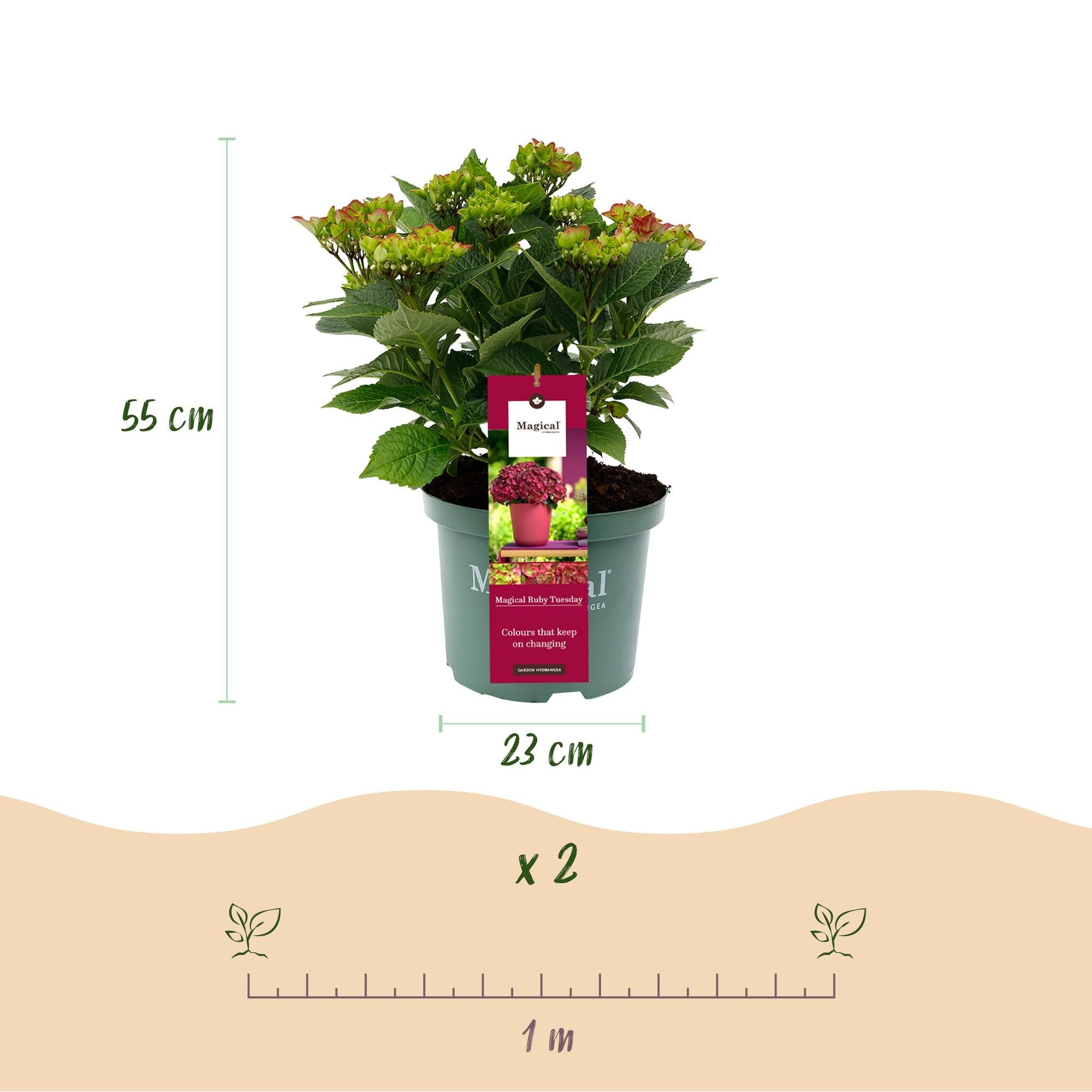 Hortensie Magical Ruby Tuesday & Saphire – 2 Pflanzen – Hydrangea macrophylla – 23cm – Ca. 55cm hoch – 6-10 Blüten – Für Balkon, Terrasse & Beet – Plant