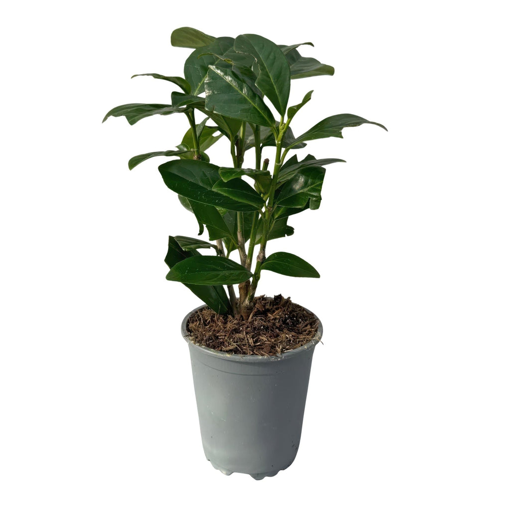 Kirschlorbeer Prunus laurocerasus Novita – Immergrüne Heckenpflanzen – 8 Pflanzen – 1m – 9cm Höhe 30-35cm – Grün – Pflegeleicht – Plant