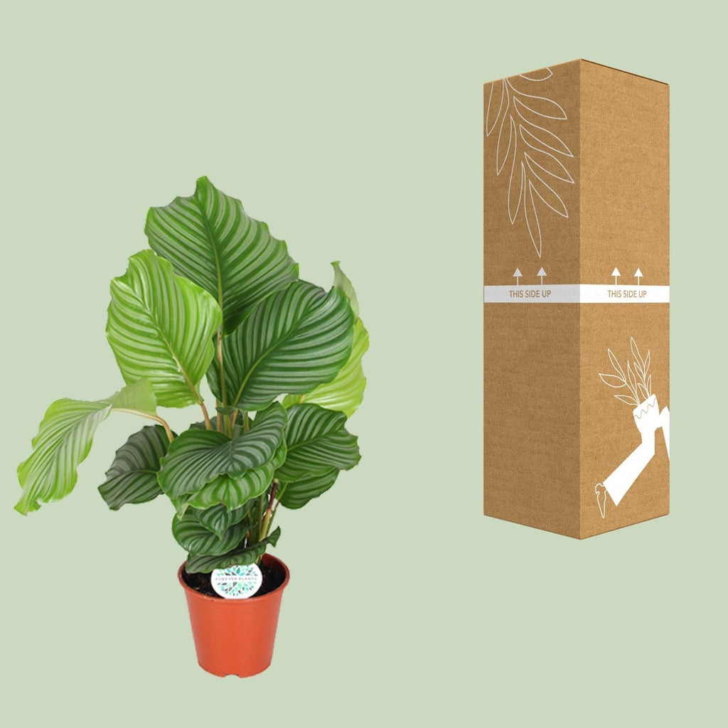 Korbmarante Calathea Orbifolia – Zimmerpflanze – Ø17cm ↕60cm – Tropische Blattschmuckpflanze mit silbergrünen Mustern – Plant