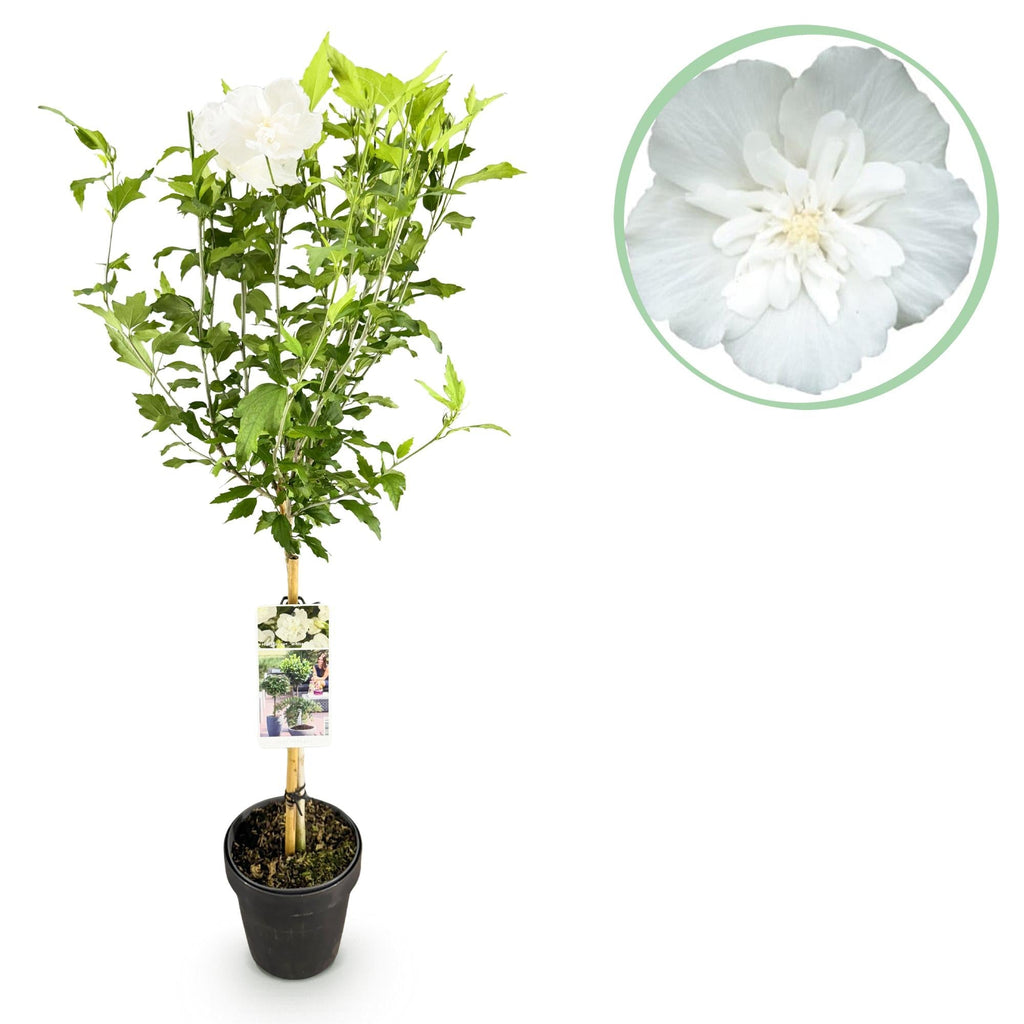 Hibiscus syriacus White Chiffon – Stamm – Pflanze – Ø19cm – Höhe ca. 90cm – Weiße Blüten – Laubabwerfend & pflegeleicht – Plant