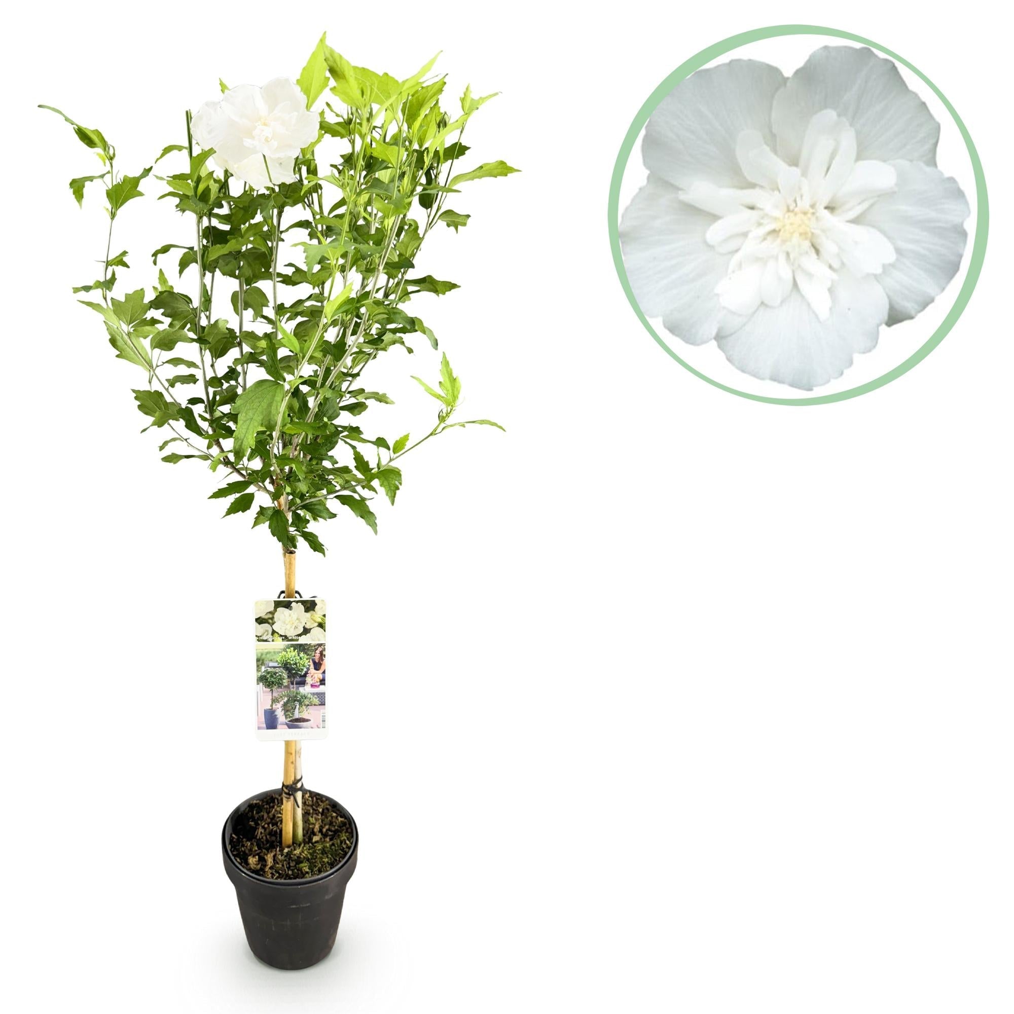 Hibiscus syriacus White Chiffon – Stamm – Pflanze – Ø19cm – Höhe ca. 90cm – Weiße Blüten – Laubabwerfend & pflegeleicht – Plant