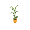 Baum – Strelitzie – Strelitzia nicolai inkl. Übertopf – ca. 100cm hoch Ø23cm – große Zimmerpflanze – Paradiesvogelblume – Plant