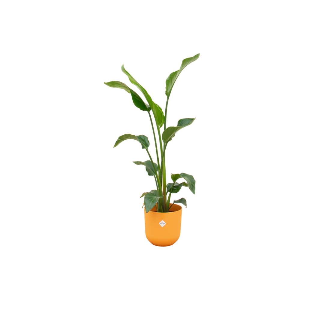 Baum – Strelitzie – Strelitzia nicolai inkl. Übertopf – ca. 100cm hoch Ø23cm – große Zimmerpflanze – Paradiesvogelblume – Plant