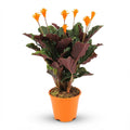 Korbmarante Calathea Crocata – Ø14cm – Höhe 40-45cm – Orange Blüten – Tropische Zimmerpflanze für Wohnraum Büro & schattige Standorte – Plant