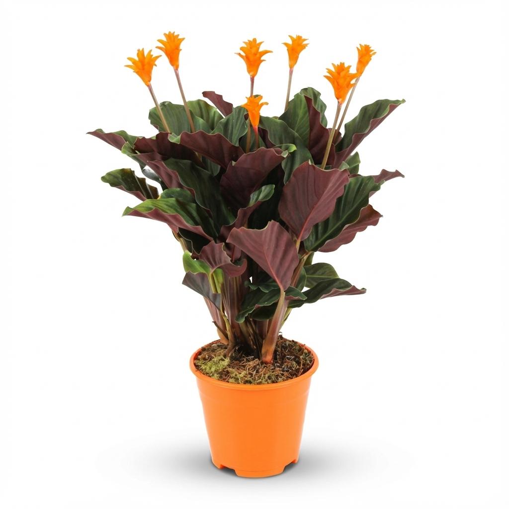 Korbmarante Calathea Crocata – Ø14cm – Höhe 40-45cm – Orange Blüten – Tropische Zimmerpflanze für Wohnraum Büro & schattige Standorte – Plant