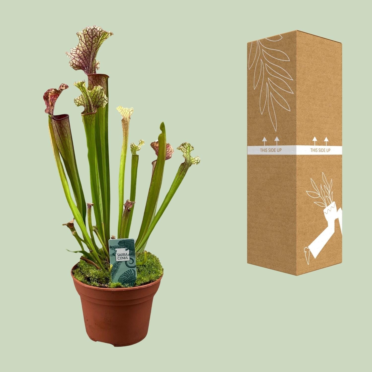 Schlauchpflanze Sarracenia 'Judith Hindle' – Karnivore Zimmerpflanze – Ø12cm – ca. 30cm hoch – Exotisch & pflegeleicht – Für helle bis halbschattige Standorte – Plant