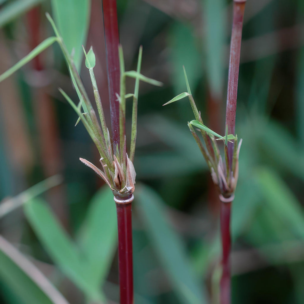 Bambus Fargesia Red Dragon – Immergrün – Nicht ausbreitend – Mit roten Stängeln – Für Hecke, Garten & Terrasse – Ø14cm Höhe ca. 35cm – Plant