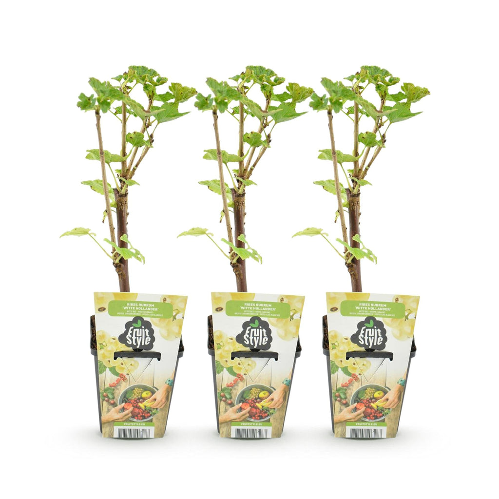Weiße Johannisbeere Ribes rubrum Witte Hollander winterhart 3 Pflanzen Ø9cm Höhe30cm – Aromatische helle Beeren für Garten Beet Balkon & Terrasse