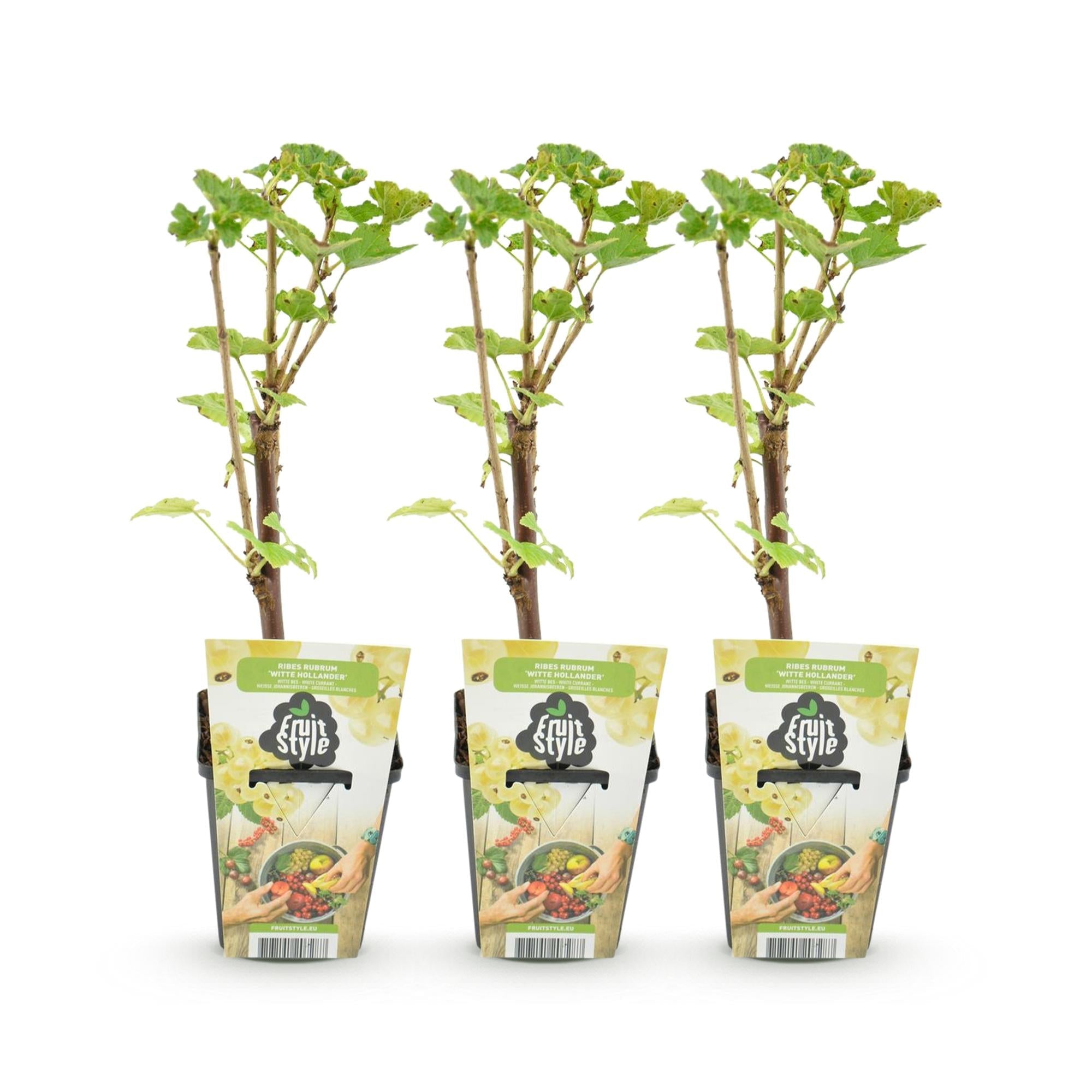 Weiße Johannisbeere Ribes rubrum Witte Hollander winterhart 3 Pflanzen Ø9cm Höhe30cm – Aromatische helle Beeren für Garten Beet Balkon & Terrasse