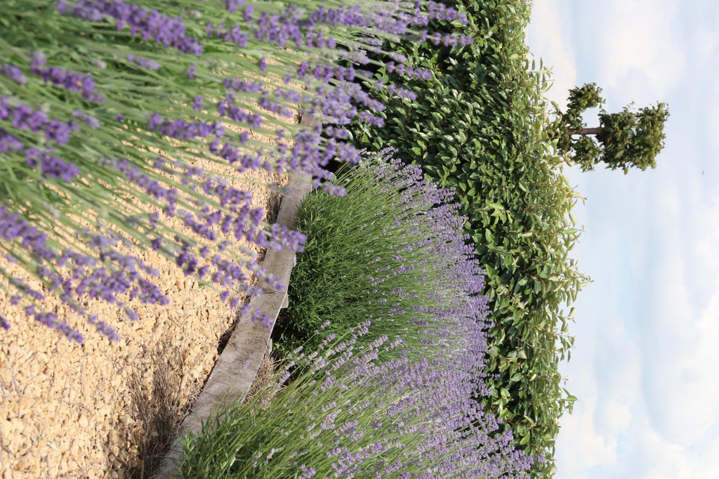 Echter Lavendel – Lavandula angustifolia – Ø7cm x H15cm – Duftend & pflegeleicht – Für Balkon, Terrasse & Beet – Mediterrane Schönheit – Plant