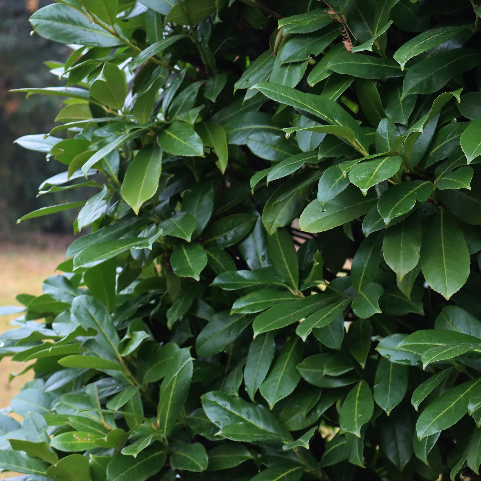 Kirschlorbeer Prunus laurocerasus Novita – Heckenpflanze – Blatt grün – 6 Pflanzen – 1 laufender Meter – Immergrün – 17cm Höhe 50cm – Plant