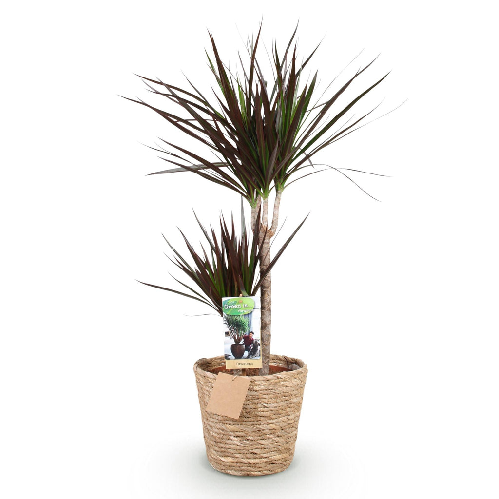Dracaena Magenta – 90-100cm – 21cm inkl. Naturkorb – Pflegeleichter Drachenbaum – Tiefrote Stängel & grün – magenta Blattwerk – Plant