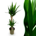 Yucca Elephantipes – 120cm – 19cm – Pflegeleichte Zimmerpflanze mit schmalen Blättern – Robuste Palmlilie für helle & halbschattige Innenräume – Plant