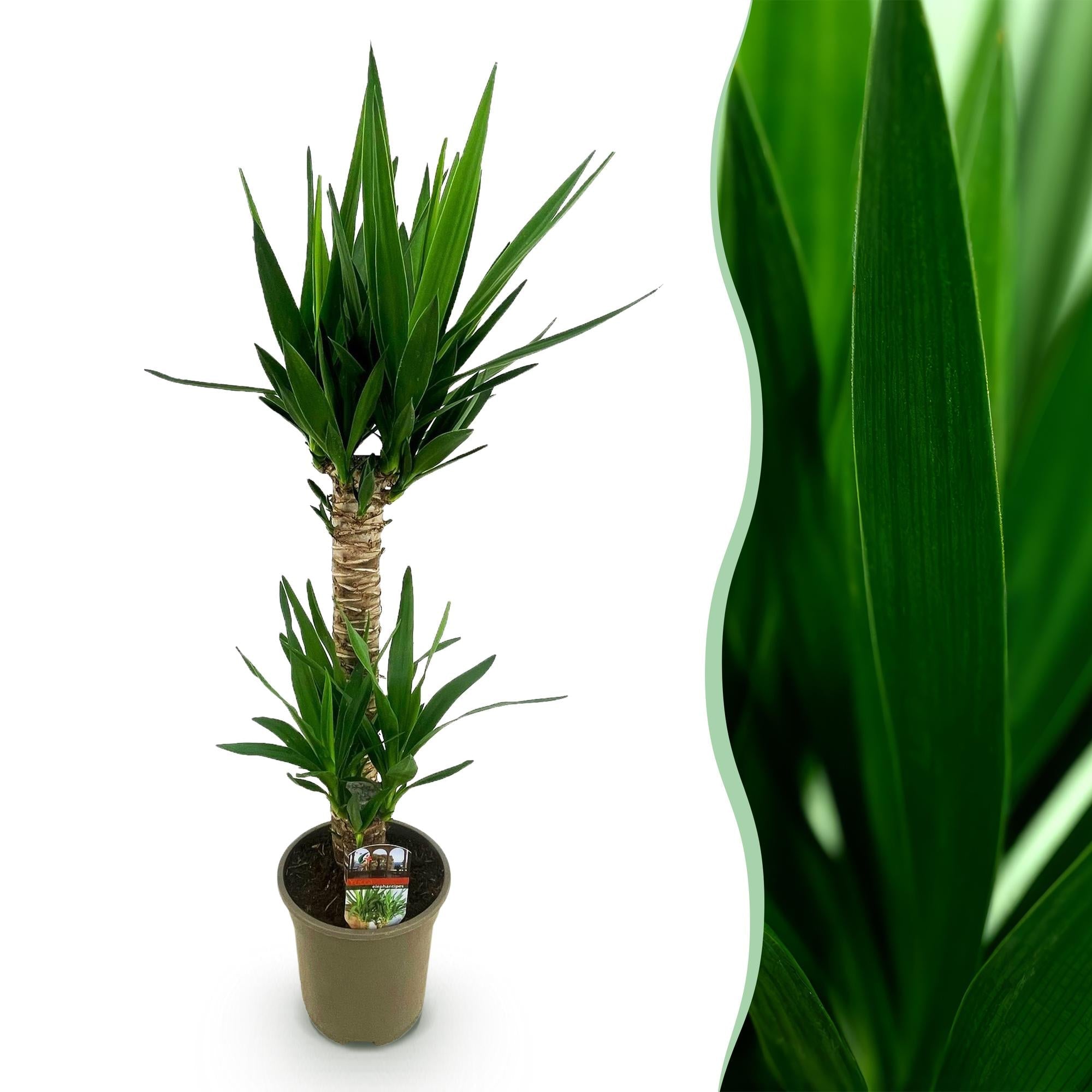 Yucca Elephantipes – 120cm – 19cm – Pflegeleichte Zimmerpflanze mit schmalen Blättern – Robuste Palmlilie für helle & halbschattige Innenräume – Plant