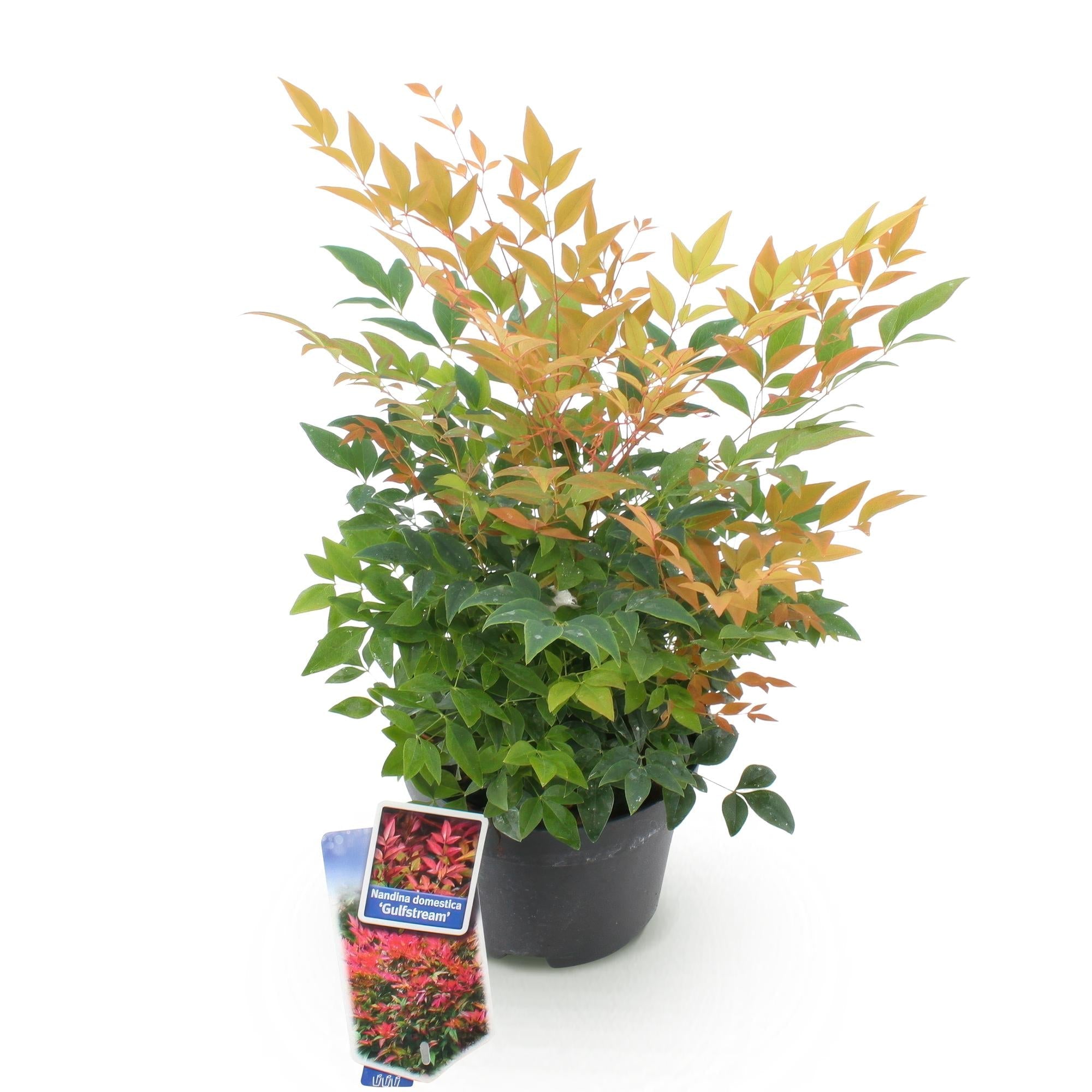 Heiliger Bambus Nandina Gulfstream – 17cm Höhe ca.45cm – Immergrün & farbwechselnd – Orangefarbenes Laub – Pflegeleichter dekorativer Zierstrauch – Plant