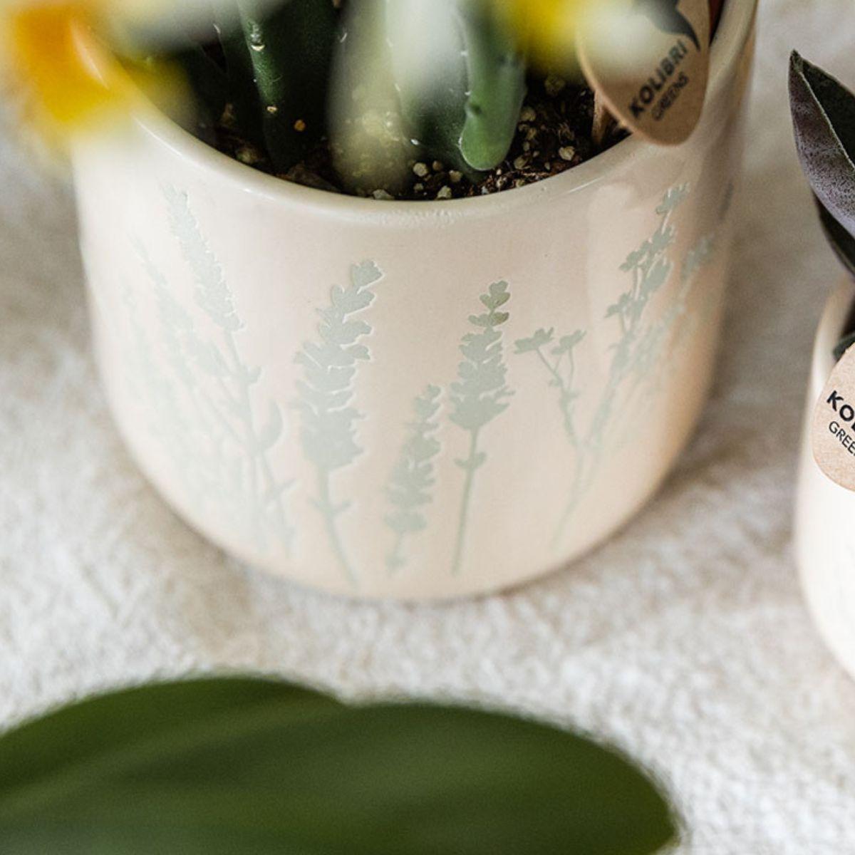 Gelbe Orchidee Mexico im hellblauen Floral Ziertopf Ø9cm – Zimmerpflanze mit 2-3 Zweigen – Plant