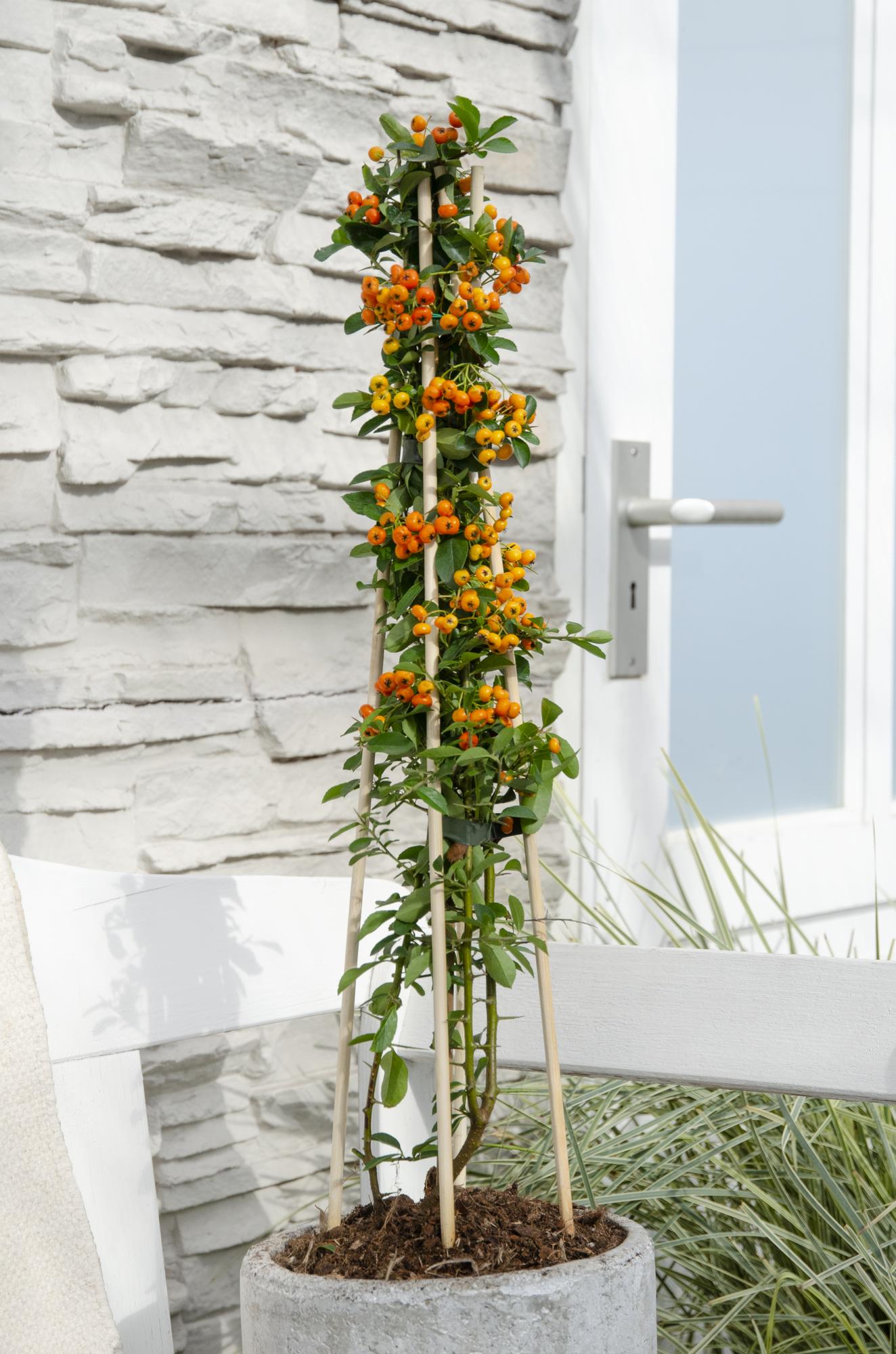 Feuerdorn – Pyracantha 'Orange Glow' – Ø15cm – ↕65cm – Immergrüner Strauch mit oranger Beerenpracht – Ideal als Sichtschutz & Vogelschutzhecke – Plant