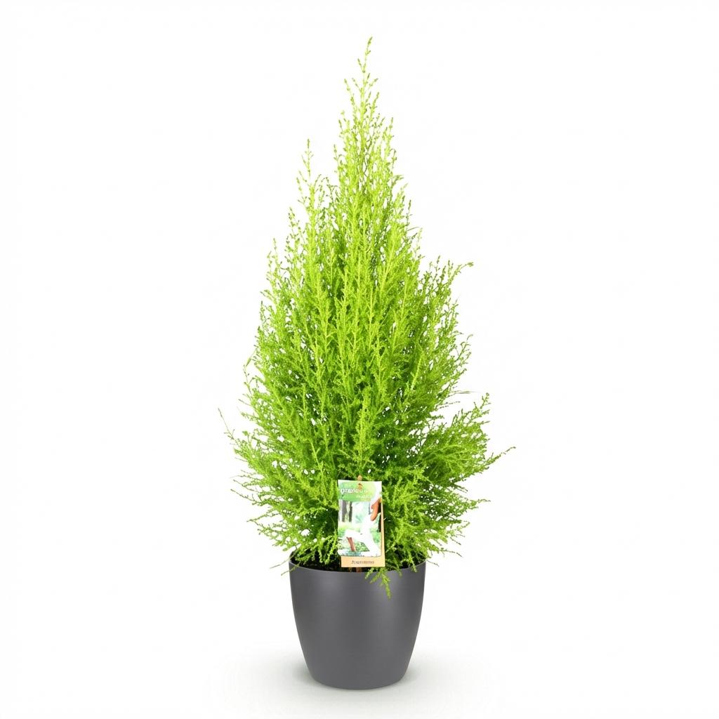 Cupressus Gold Crest Wilma Zimmerpflanze Mit Grauem Topf Ø21cm Höhe ca.85-95cm Zimmerkonifere Pflegeleicht Grünpflanze für Zimmer & Büro & Innenraum