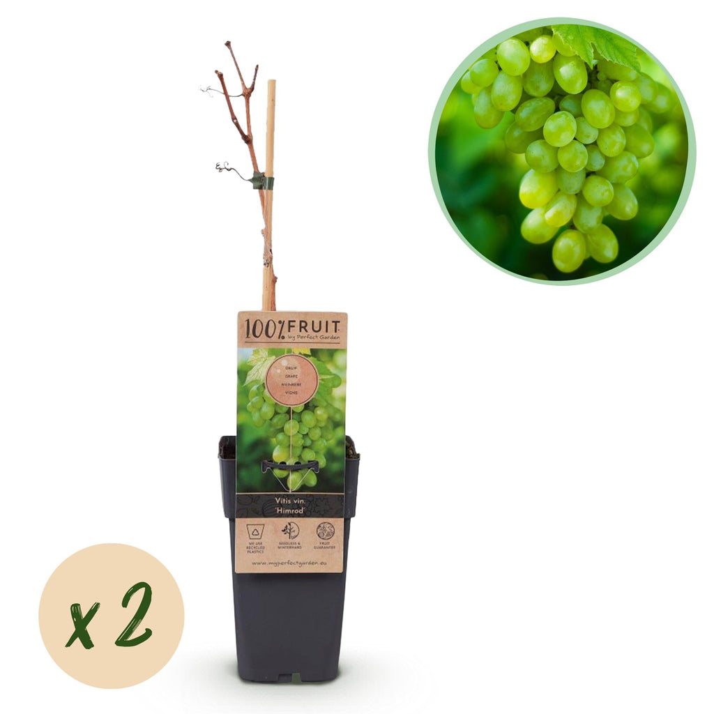 Weinrebe – Weiße Traube – Vitis vinifera Himrod – Obstpflanze – Kernlos – 2 Pflanzen – 15cm – Höhe ca. 50cm – Plant
